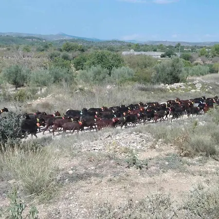 Nyaraló Mas Halcon *